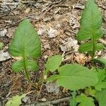 Lactuca floridana 葉