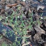 Polypremum procumbens List