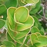 Buxus microphylla Лист