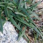 Armeria multiceps Hoja
