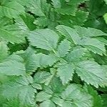 Astilbe glaberrima Leaf