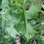 Lactuca biennis Leaf
