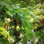 Idesia polycarpa Fruit