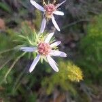 Galatella sedifoliaFlower