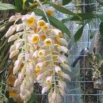 Dendrobium thyrsiflorum Flor