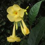 Odontadenia semidigyna Flower