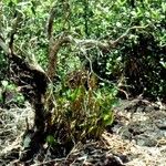 Dendrobium comatum Hábito