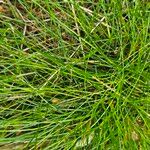 Festuca heterophylla Hoja