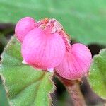 Begonia fischeri Плод