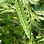 Salvia azurea Leaf