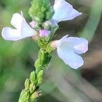 Verbena officinalisFlower