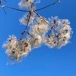 Clematis vitalba Frutto