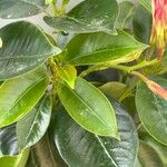 Mandevilla sanderi 葉