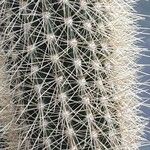 Pilosocereus chrysostele Flor