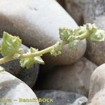 Atriplex glabriuscula Máis