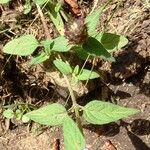 Prunella vulgaris Blad