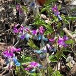 Lathyrus vernus Libunga