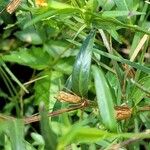 Ludwigia alternifolia Leaf