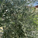Elaeagnus angustifolia List