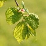 Ulmus glabra Ліст