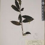 Ilex dipyrena Other