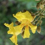 Markhamia obtusifolia Flower