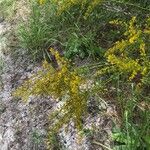 Solidago odora Цвят