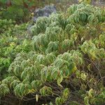 Croton flavens Other