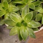 Echeveria agavoides Blad