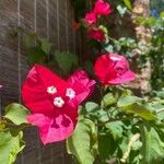 Bougainvillea spp. Blomma