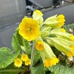 Primula × polyanthaFlors