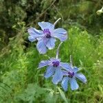 Delphinium leroyi Flower