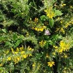 Ulex minor Flors