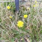 Crepis capillarisBlüte