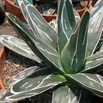 Agave victoriae-reginae Листок