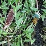 Taraxacum palustre Fuelha