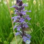 Ajuga × hybrida Flor