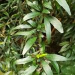 Pseuderanthemum longifolium Hoja
