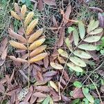 Sorbus domestica Folha