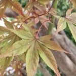 Acer palmatumLeaf