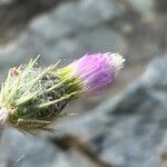 Tyrimnus leucographus Flower