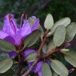 Rhododendron nivale Leaf