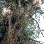 Tillandsia juncea 葉