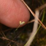 Burmannia capitata Fruit