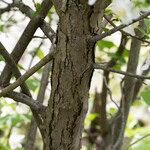 Malus toringo Bark