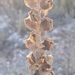 Orobanche rapum-genistae Frukt