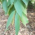 Nectandra megapotamica Hoja