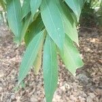 Nectandra megapotamica Leaf