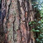 Larix decidua Bark