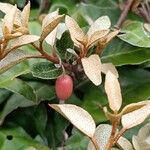 Elaeagnus × submacrophylla Fruto